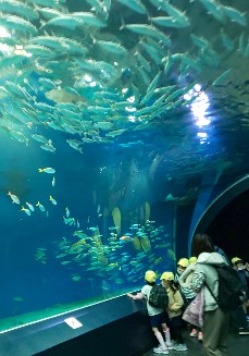 写真:海中トンネルの魚の大群を見ている子どもたち2