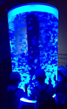 写真:音と光で演出されたクラゲを見る子どもたち2
