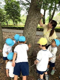 写真:大きな木をさわる子どもたち