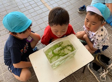 写真:生き物に興味津々の子どもたち1