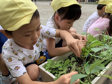 写真:野菜の収穫1