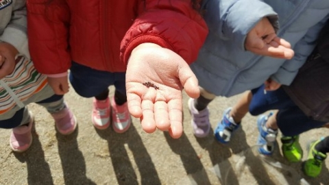 写真:かぶの種