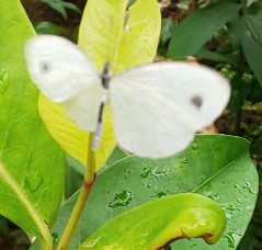 写真:チョウ