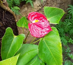 写真:熱帯植物