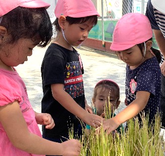 写真:稲刈りを見学2