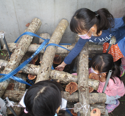 写真:シイタケを収穫する子どもたち