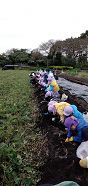 写真:芋堀りをする子どもたち1