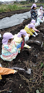写真:芋堀りをする子どもたち4