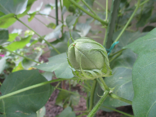 写真:植物2