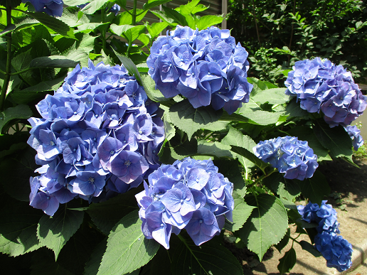 写真:あじさいの花