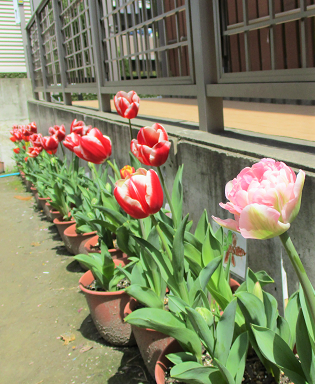 写真:庭のお花