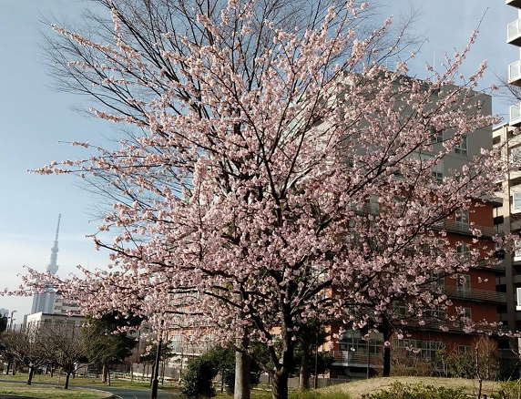 写真:ピンク色のお花の木