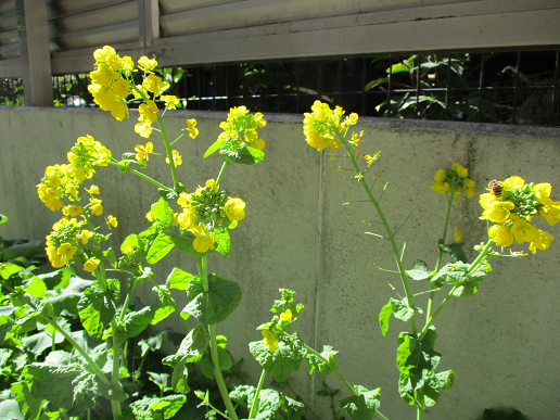 写真:菜の花