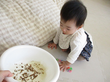 写真:小さな種を見る子ども1