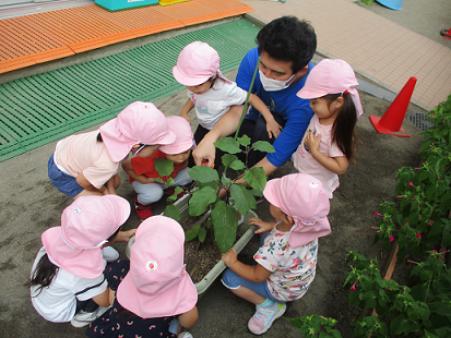 写真:収穫をする子どもたち1