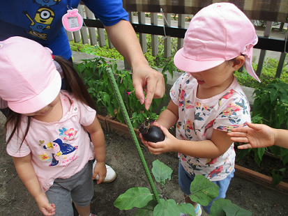 写真:収穫をする子どもたち2