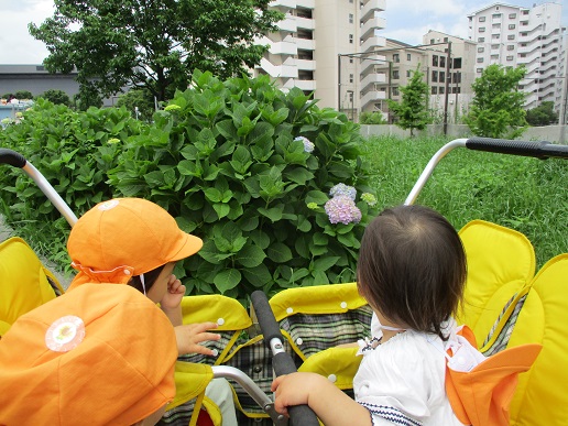 写真:あじさいの花を見る子どもたち