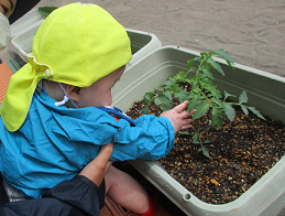 写真:植えた苗を見る子ども1