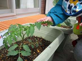 写真:植えた苗を見る子ども2