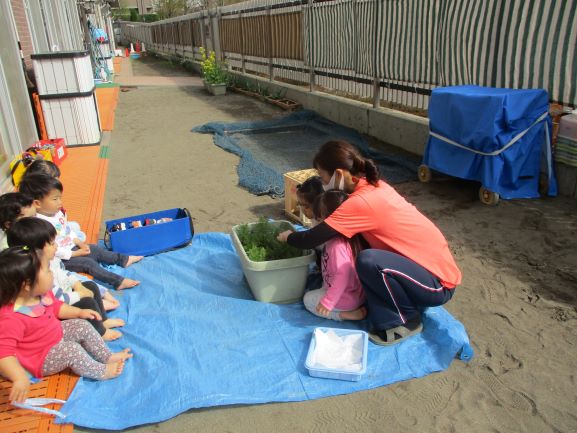 写真:にんじんを収穫する子どもたち