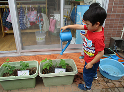 写真:水やりをする子ども