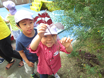 写真:赤ジソを収穫する子どもたち