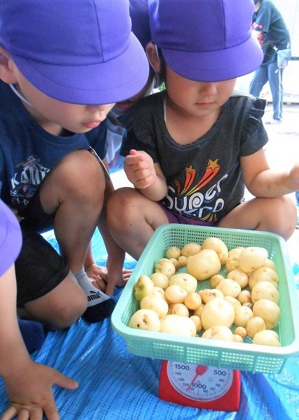 写真:ジャガイモを見る子どもたち2