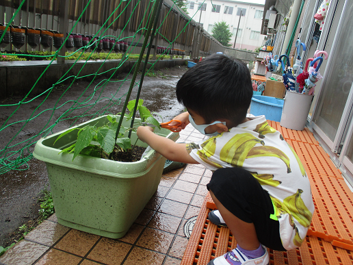 写真:収穫する子ども