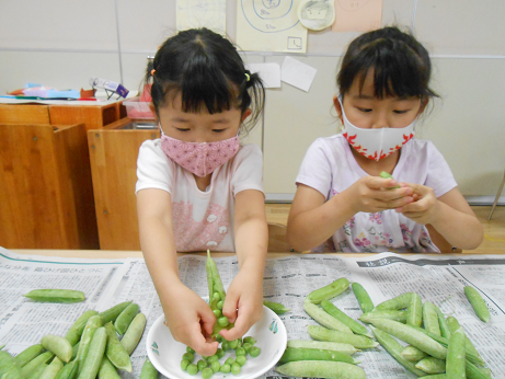 写真:さや剥きをする子どもたち1