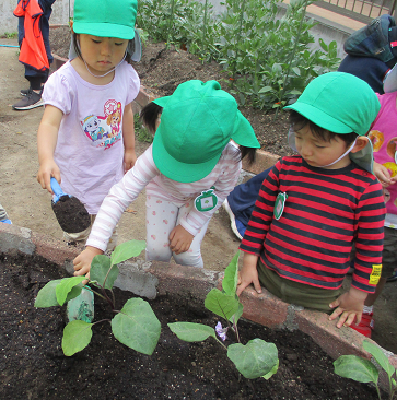 写真:苗を植える子どもたち