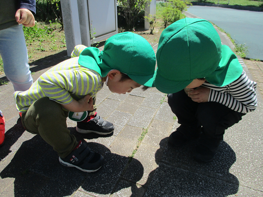 写真:虫を見る子どもたち