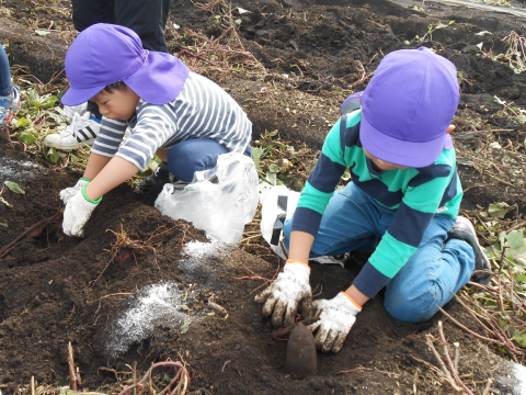 写真:芋堀りをする子どもたち