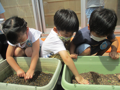 写真:種を蒔く子どもたち