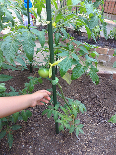 写真:成長するトマト