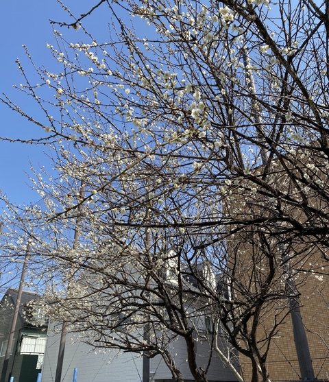 写真:梅の花