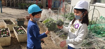写真:ブロッコリーを収穫する子どもたち