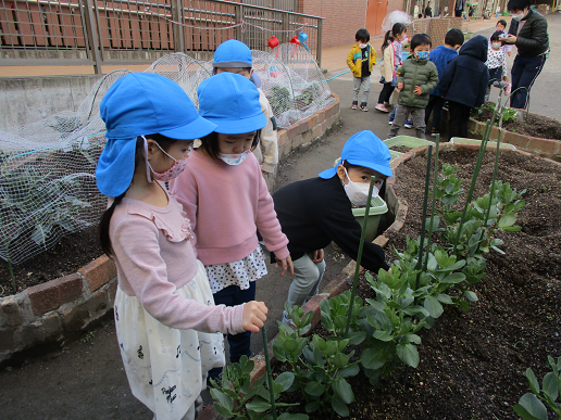 写真:そらまめとじゃがいもを育てる子どもたち