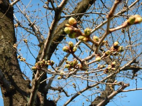 写真:桜のつぼみ