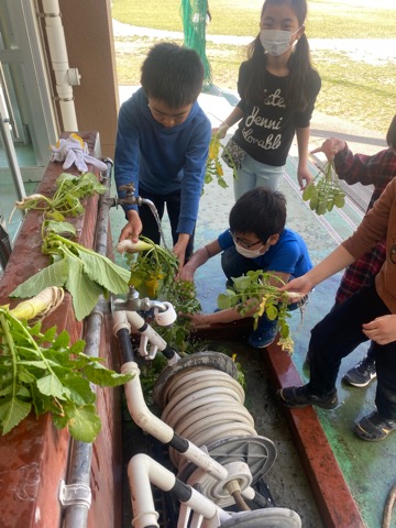 写真:大根を洗う様子