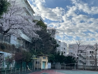 校庭の桜の写真