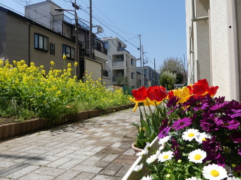 たくさんの花