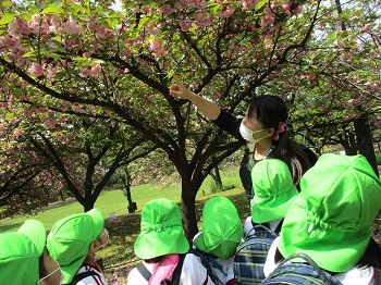 都市農八重桜