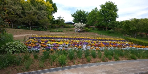 花の森公園4