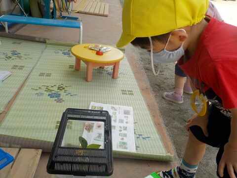 テントウムシとアゲハチョウの幼虫をみつけました