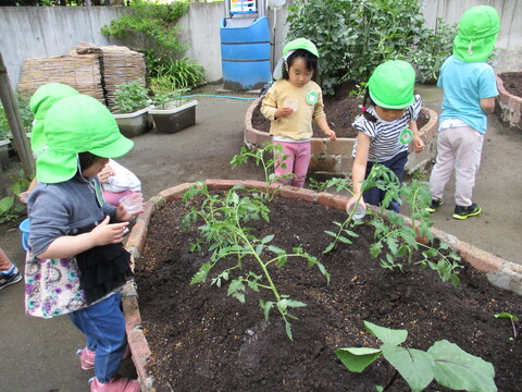 子どもたちが畑を見ている