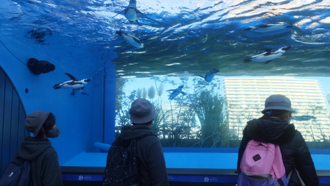 水族館をまわる児童