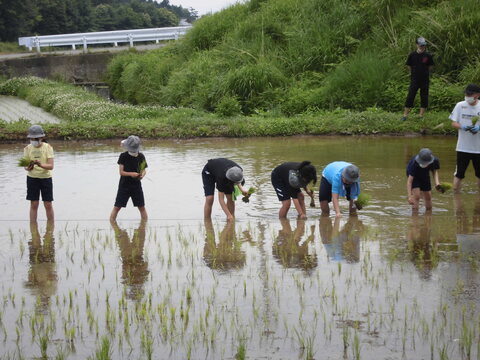 田んぼ