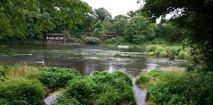 柿田川湧水2