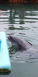 下田海中水族館2