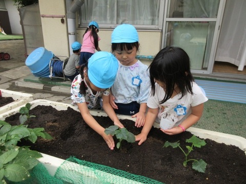 年長苗植え